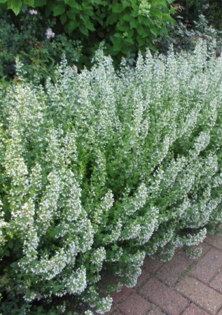 NEPETA x faassenii Alba